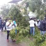 மரம் அகற்றுவது